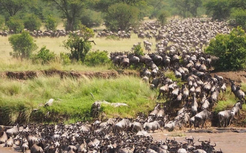 Safaris for Tanzania's wildebeest migration