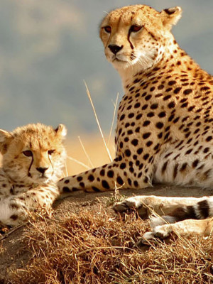 What to take on safari