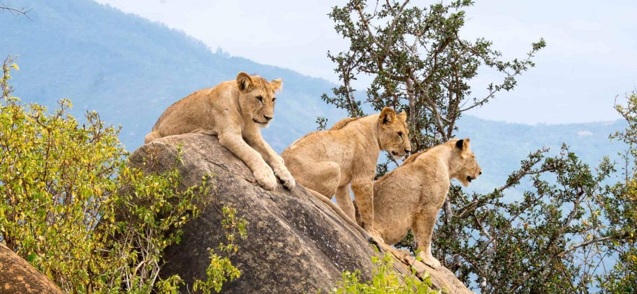 Welcome to Tanzania Safari
